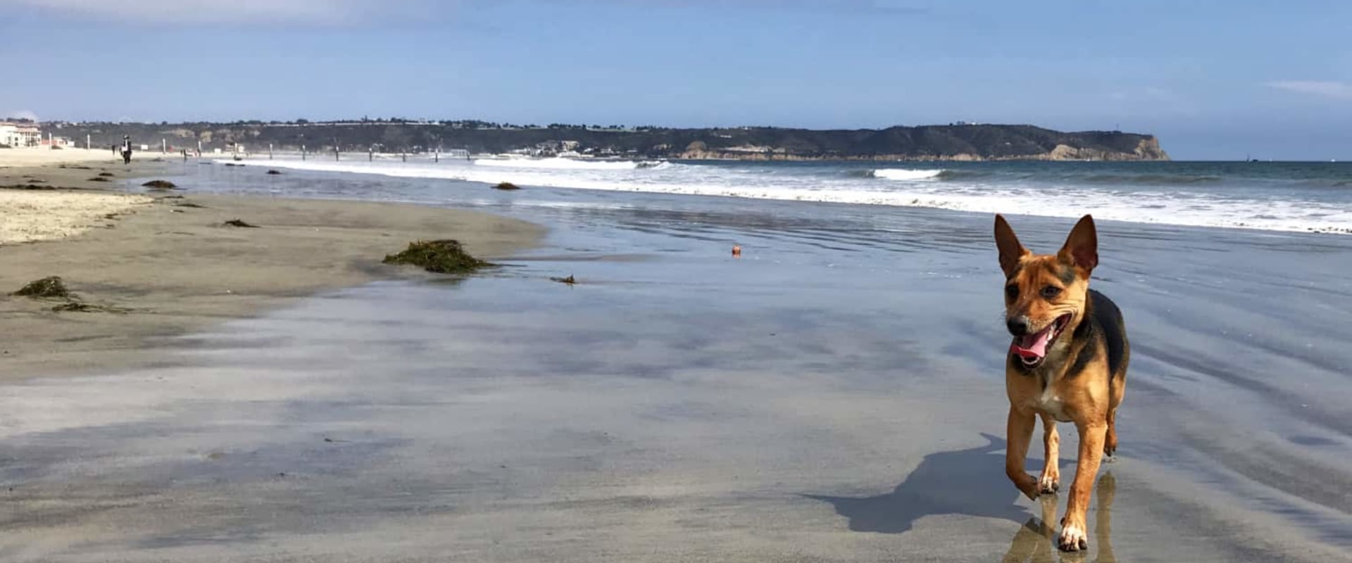 Which san diego beaches allow dogs?