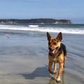 Which san diego beaches allow dogs?