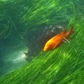Will san diego be underwater?